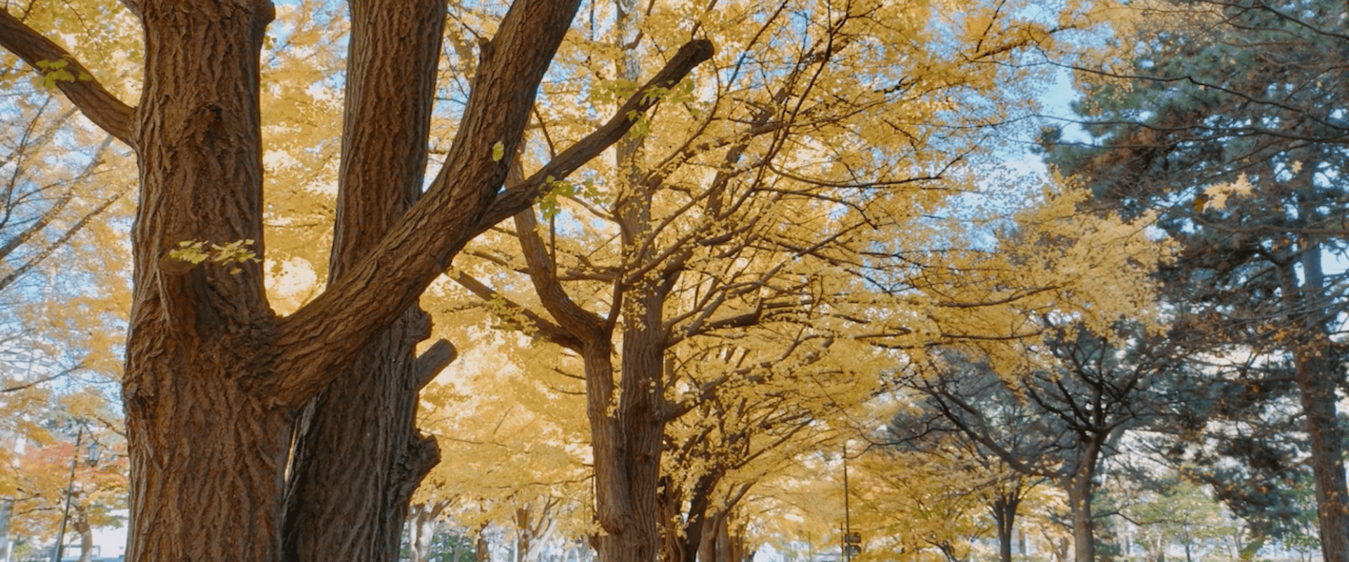 北海道大学イチョウ並木